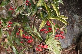 manryo_20140118094716a6a.jpg