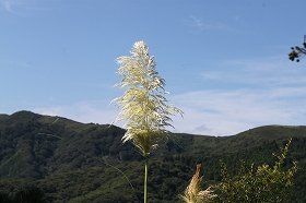 panpasu_20120912074809.jpg