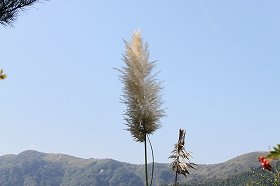 panpasu_20121024074811.jpg