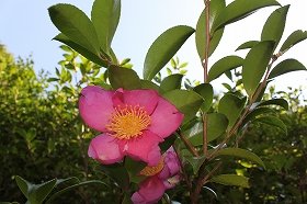sazanka_20121024074810.jpg