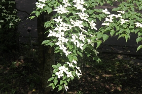 yamabousi.jpg